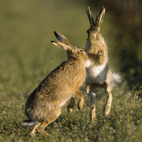 猎人手游快速升级技巧揭秘:高效经验获取攻略大公开 猎人手游快速升级技巧揭秘:高效经验获取攻略大公开