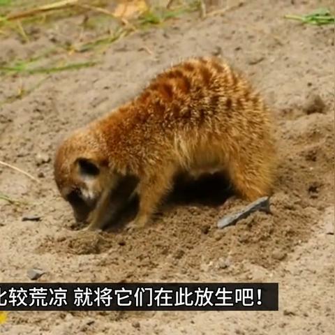 荒野日记孤岛逃脱攻略，揭秘隐藏逃离技巧！