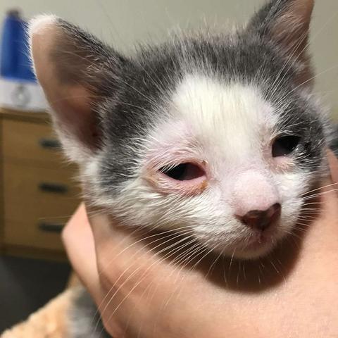 热门猫游戏盘点：揭秘最受欢迎的猫咪游戏排行，解锁趣味无限！