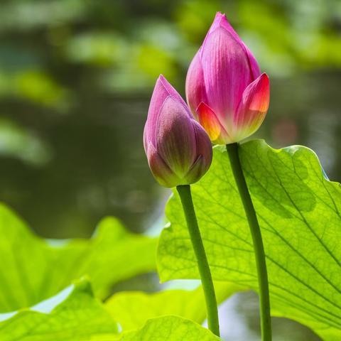梅花步法修炼攻略：烟雨江湖武学秘籍属性解析及实战技巧