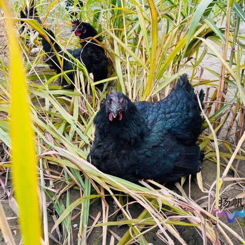 《起源》水源领域快速攻略:揭秘独特领域进入技巧 《起源》水源领域快速攻略:揭秘独特领域进入技巧