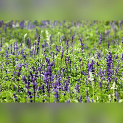 50级装备打造攻略揭秘：烟雨江湖50级图纸掉落必看技巧