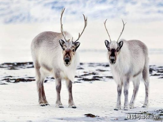 雪地大角鹿变异起源宠物属性解析，探索独特雪地生态优势