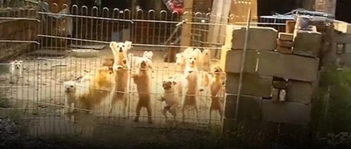 铲齿象宠物属性揭秘！起源之地刷新点攻略必看