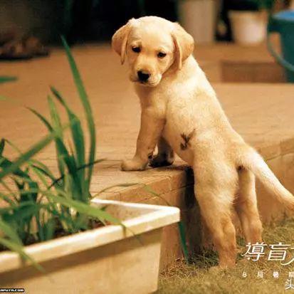 最新Q版游戏盘点：精选推荐，畅玩无忧新体验