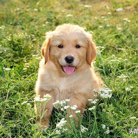 高地熊宠物属性解析+捕捉攻略，轻松掌握起源之地珍稀坐骑