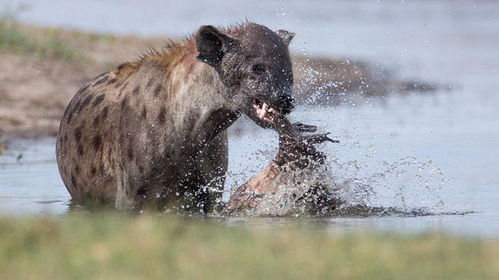 《我的起源》鬣狗捕捉攻略：解锁宠物属性，掌握高效技巧