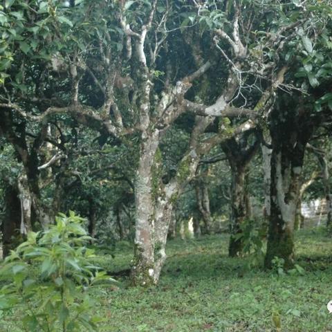 《造物法则2》不灭之火通关秘籍：高效攻略助你一网打尽！