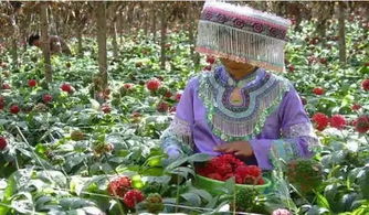 江湖悠悠花种获取攻略：揭秘高效花圃种植技巧