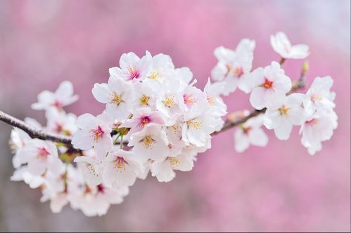 樱花校园恋爱攻略：高效谈对象技巧揭秘