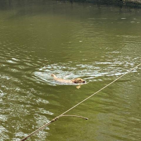 遇见手游宠物攻略：高效捕捉技巧揭秘，轻松升级必备！