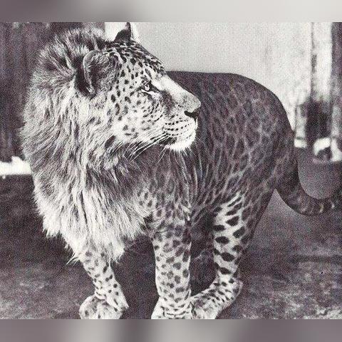 动物餐厅小狮子不来攻略：解锁条件揭秘，高效招揽技巧大公开