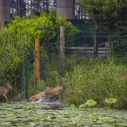 《最终幻想》柯尔村探险秘籍：详尽任务地图攻略大揭秘