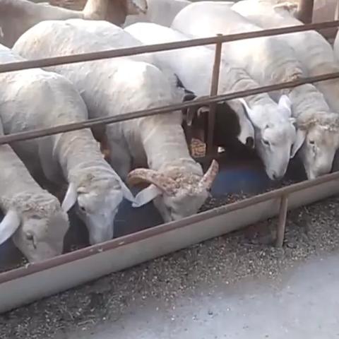 动物餐厅攻略:解锁广告推销员必备技巧揭秘 动物餐厅攻略:解锁广告推销员必备技巧揭秘