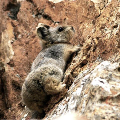 动物餐厅棕色兔子必吃美食攻略,解锁隐藏菜单技巧揭秘 动物餐厅棕色兔子必吃美食攻略,解锁隐藏菜单技巧揭秘