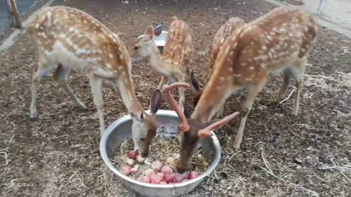 梅花鹿常驻餐厅攻略：揭秘它为何总是缺席？必看秘籍！