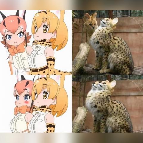 解锁哈士奇惊喜来访！动物餐厅必看攻略揭秘