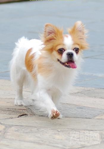 独眼蝴蝶犬解锁攻略：揭秘动物餐厅隐藏宠物获取方法