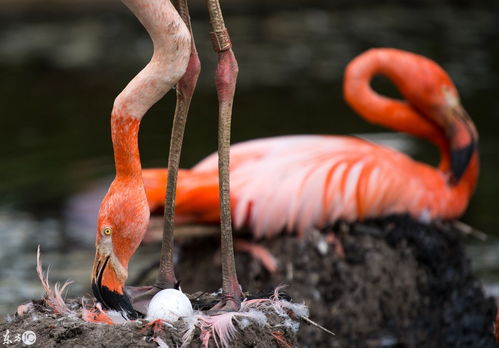火烈鸟解锁攻略:揭秘动物餐厅网红火烈鸟入驻秘诀 火烈鸟解锁攻略:揭秘动物餐厅网红火烈鸟入驻秘诀
