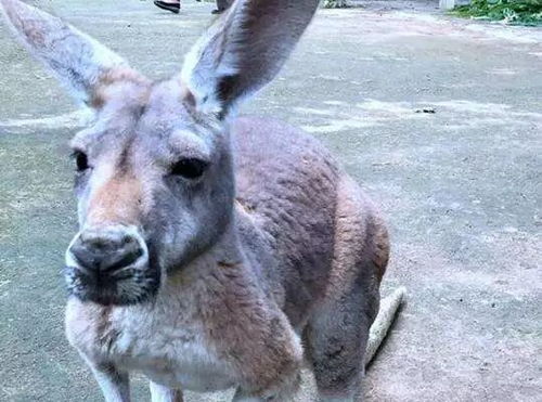 动物餐厅大妈频繁来去攻略：解锁条件揭秘，轻松吸引常驻顾客