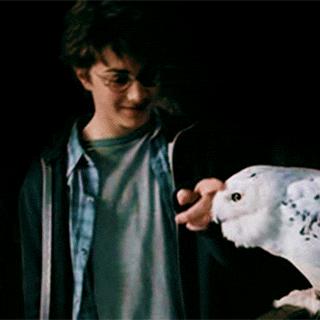 动物餐厅海德薇信件快速获取攻略，解锁神秘奖励技巧揭秘