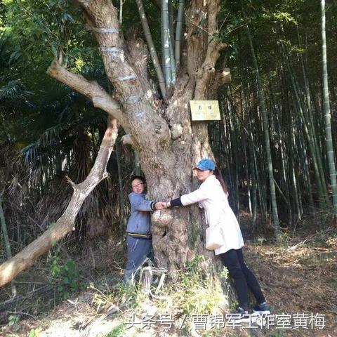 狂风沙漠BOSS战攻略：弓箭传说独家技巧解析，轻松通关！