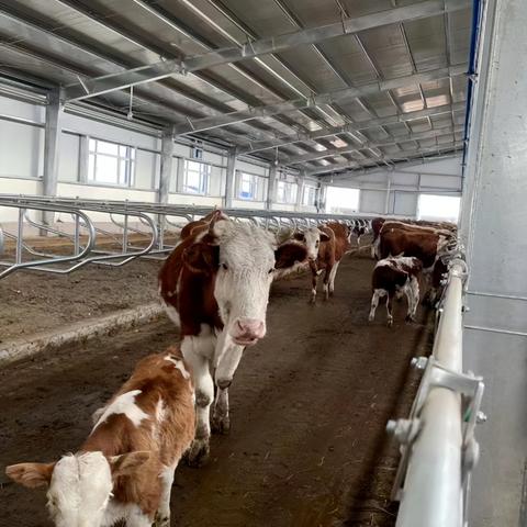 奶牛镇攻略秘籍：高效玩法解锁技巧全解析