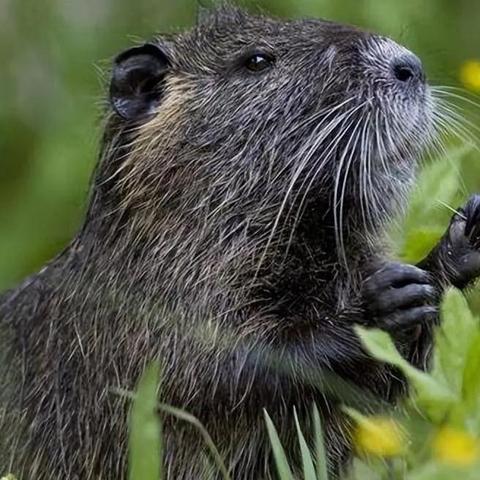 策魂三国鼠宝物解析:属性技能图鉴深度揭秘 策魂三国鼠宝物解析:属性技能图鉴深度揭秘