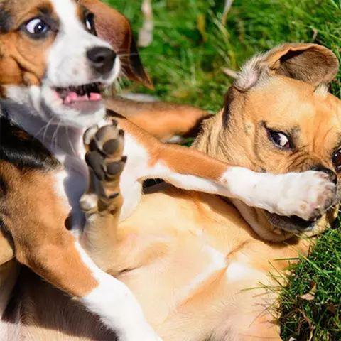 文字小说游戏盘点:揭秘最受欢迎的趣味之作 文字小说游戏盘点:揭秘最受欢迎的趣味之作