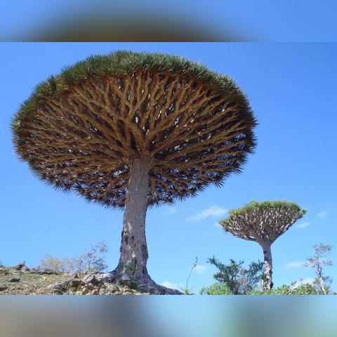 《消零世界伞任务攻略》揭秘：掌握奇异触发技巧，轻松完成奇遇挑战