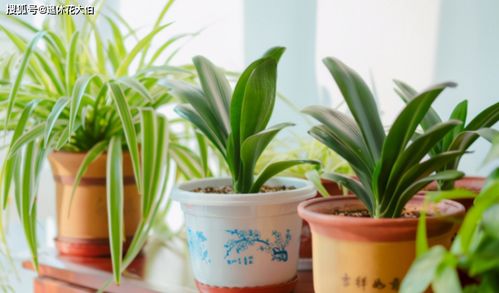 奶牛镇水仙花采集攻略：高效技巧解锁秘籍