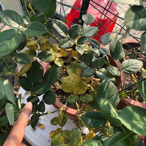 绿叶子门派武器打造攻略：新手快速提升武器技能秘籍