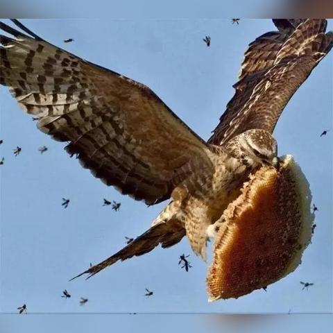 热门下载！精选趣味鸟游戏，揭秘最受欢迎的飞行冒险之旅