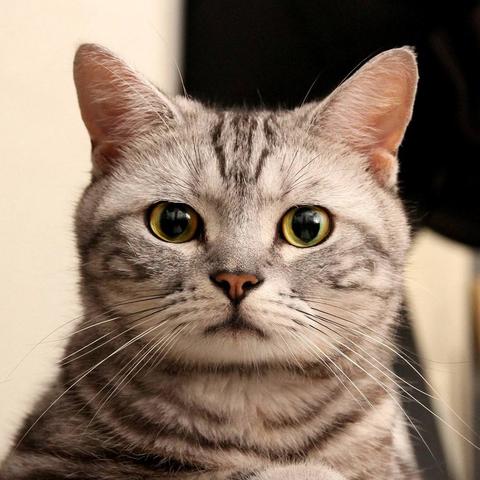 《黄油猫》手游评测：烧脑解谜新体验，可爱猫咪挑战你的智慧极限