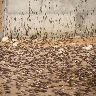 《横扫天下》红包盛宴!8月11日00:10,227区千亿红包等你瓜分,独家福利来袭! 《横扫天下》红包盛宴!8月11日00:10,227区千亿红包等你瓜分,独家福利来袭!