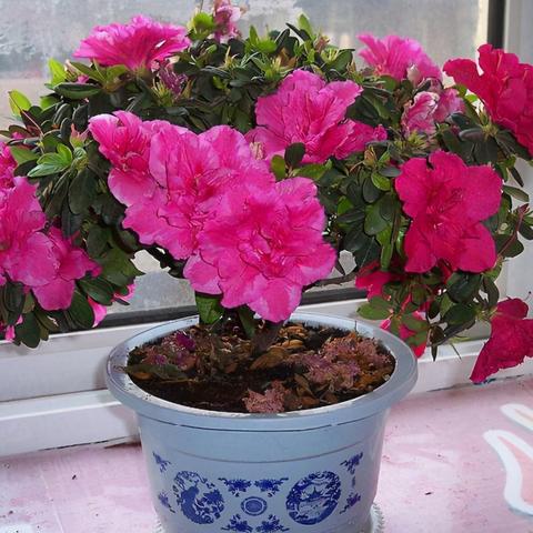 “未来繁荣度飙升秘籍：解锁游戏新境界！”