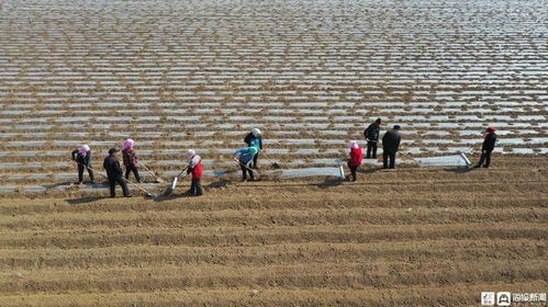 农田拓荒攻略：揭秘泡泡先锋高效开垦技巧