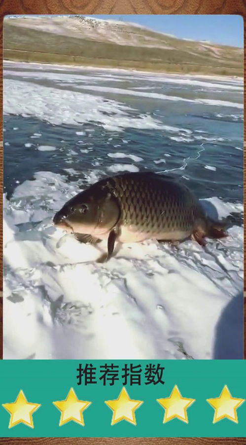 山海进化录：鳙鳙鱼新位置揭秘，进化形态大揭秘！