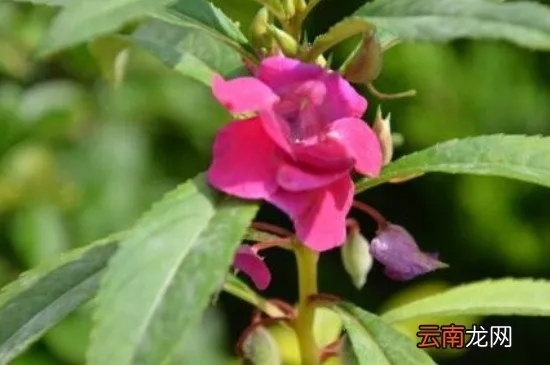 桃源秘境凤仙花培育技巧，轻松掌握高收益种植攻略