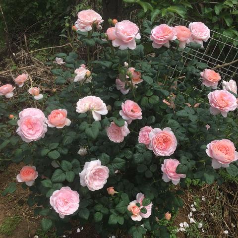 桃源秘境牵牛花培育秘籍，轻松掌握育种高招