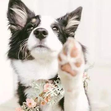 解锁动物餐厅巧克力边牧来访：必看攻略，轻松达成条件