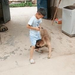 十大热门狗游戏盘点:揭秘玩家必玩狗类游戏推荐清单 十大热门狗游戏盘点:揭秘玩家必玩狗类游戏推荐清单