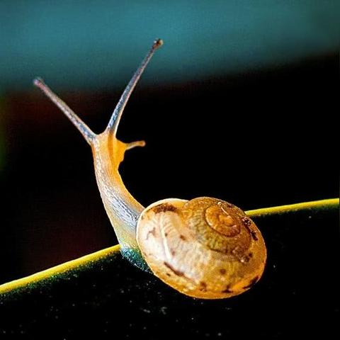 《小动物之星》评测：战术革新体验，探索全新战斗乐趣