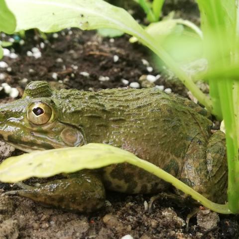 森之国度青蛙必去秘境大揭秘! 森之国度青蛙必去秘境大揭秘!