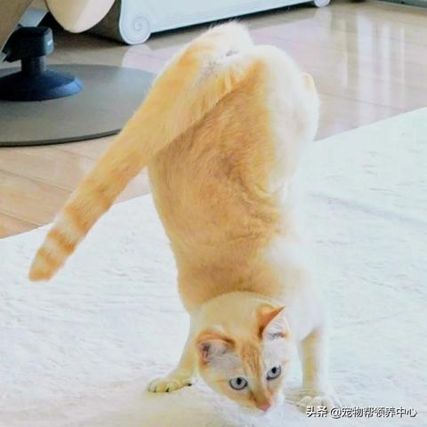 萌猫同行,畅游《九阴真经3D》侠客行,骑行江湖新体验 萌猫同行,畅游《九阴真经3D》侠客行,骑行江湖新体验