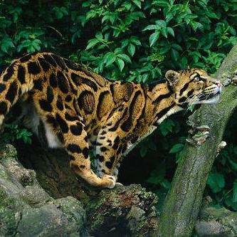 《新石器时代》攻略揭秘：强力宠物精选，助你称霸战场！