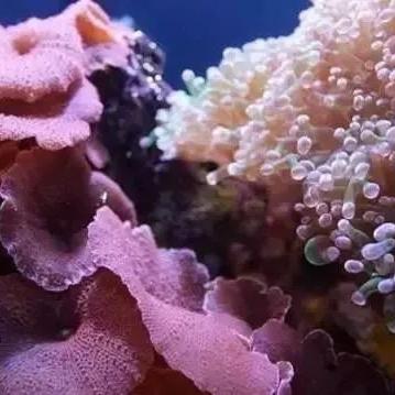 《星砂岛》试玩延期至2026年，跨平台大作提前锁定期待值