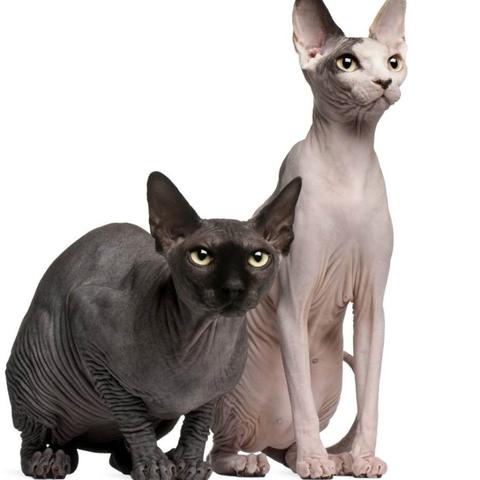 十大热门猫游戏盘点：不容错过的猫咪游戏推荐！