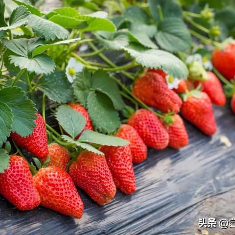 肝仙归来新手必看！入门攻略+实用技巧全解析