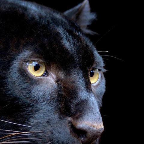 动物森林零氪通关必看！揭秘高效攻略，轻松畅玩无忧